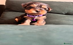 Yorkshire Terrier dogs for sale: 6 adorable puppies  - Image 5