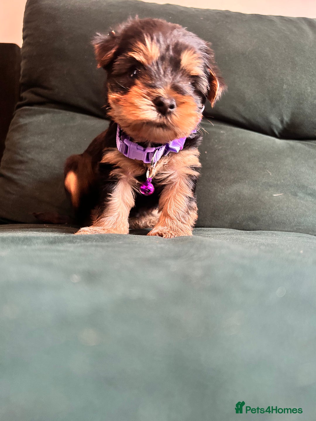 Yorkshire Terrier dogs for sale: 6 adorable puppies  - Image 5