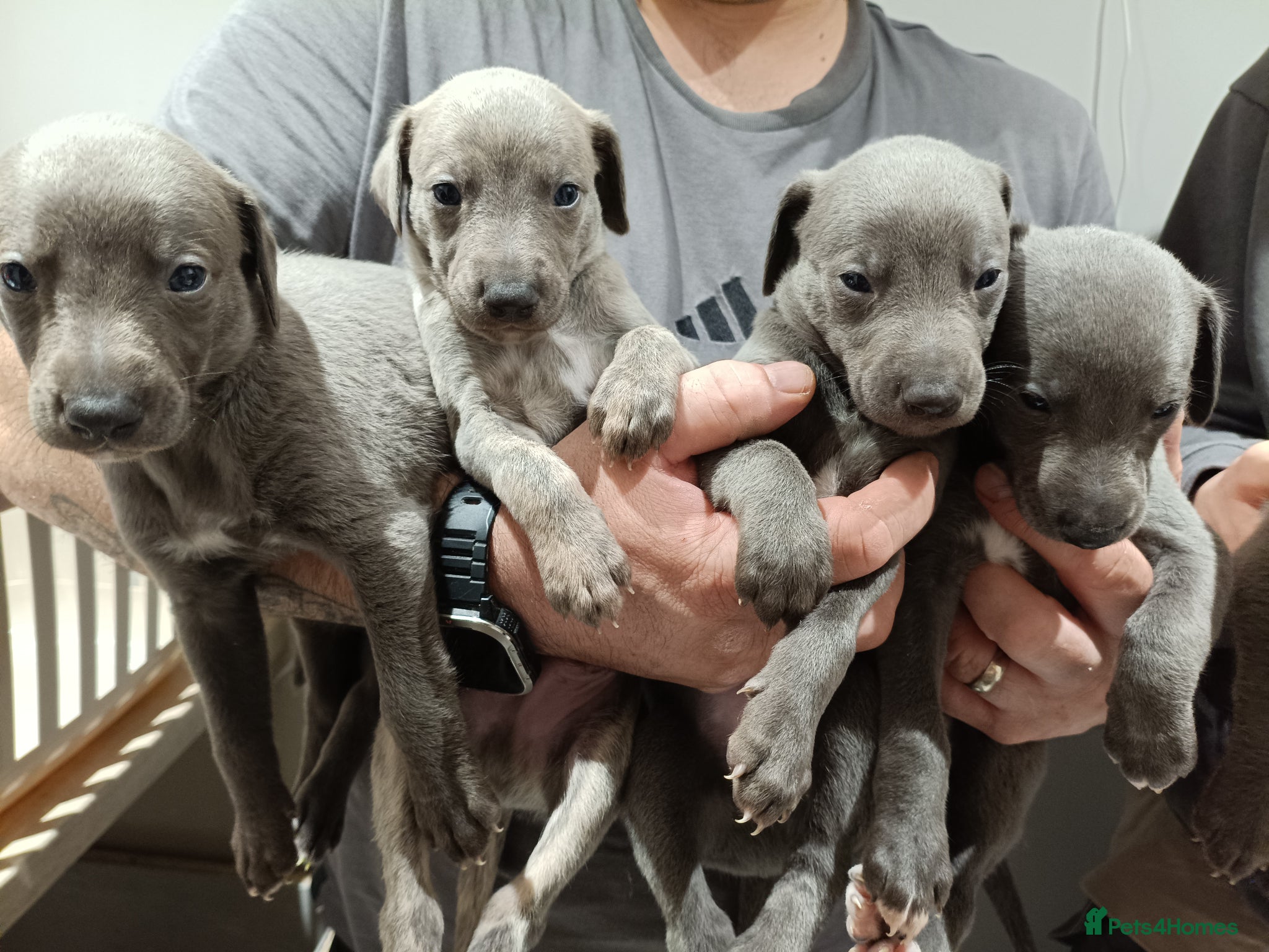 Whippet dogs KC Registered Whippet Puppies - Advert 17