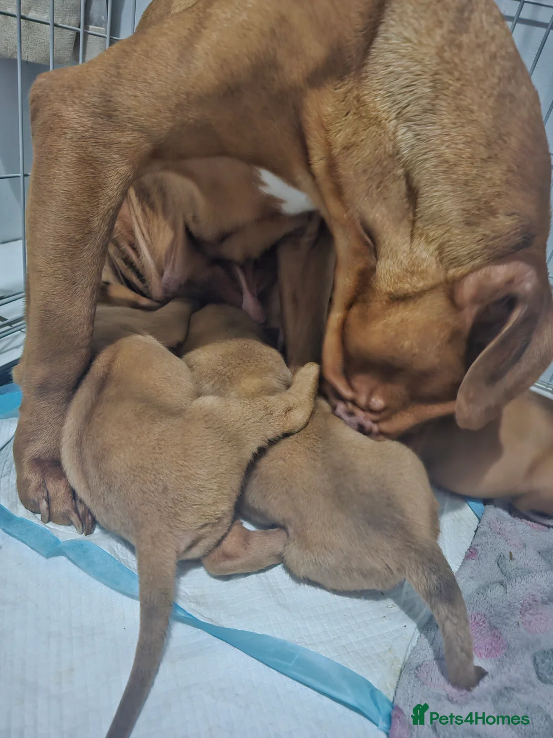 Dogue De Bordeaux dogs for sale: Dogue de bordeaux puppies  - Advert 2