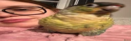 Conures birds for sale: Green Cheek Conure Looking for His Forever Home - Advert 35