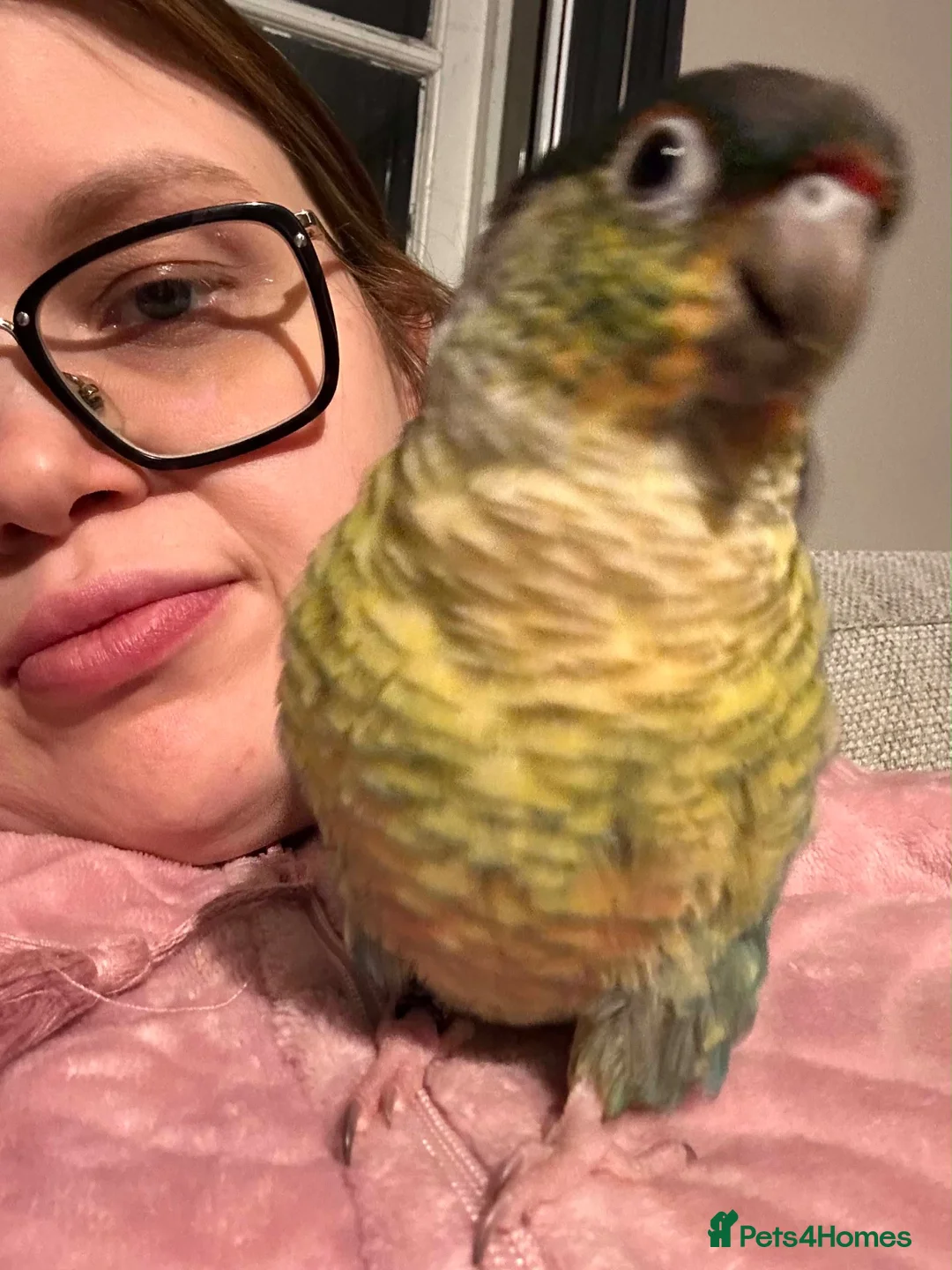 Conures birds for sale: Green Cheek Conure Looking for His Forever Home - Advert 35