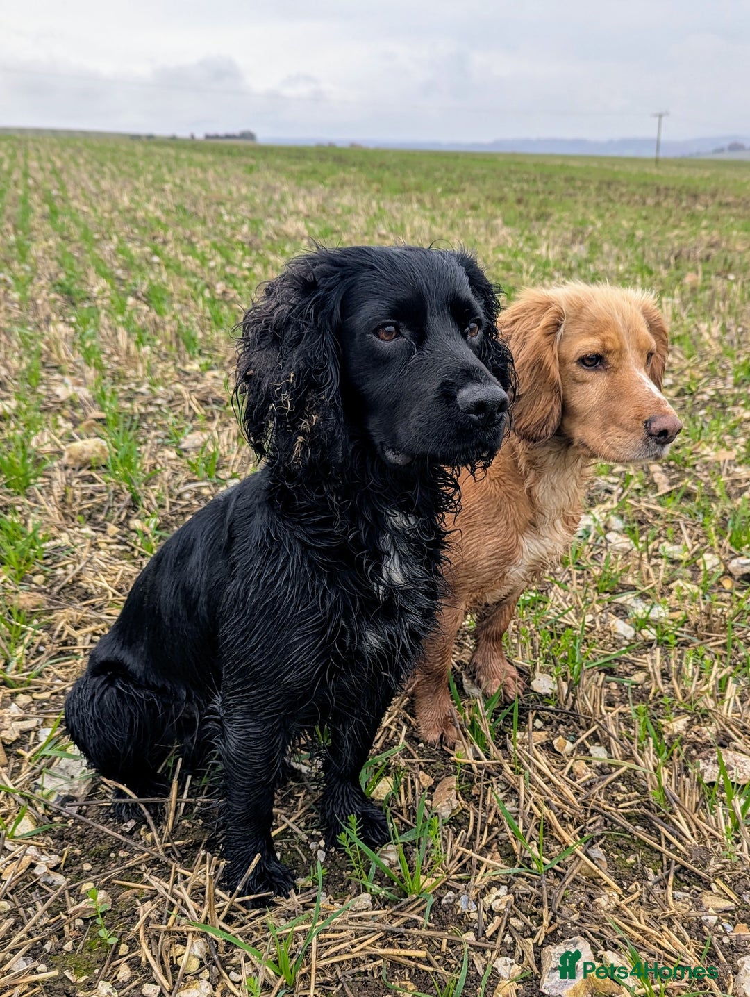 Mixed Breed dogs for sale: Stunning Puppies Ready to go 10 November - Image 20