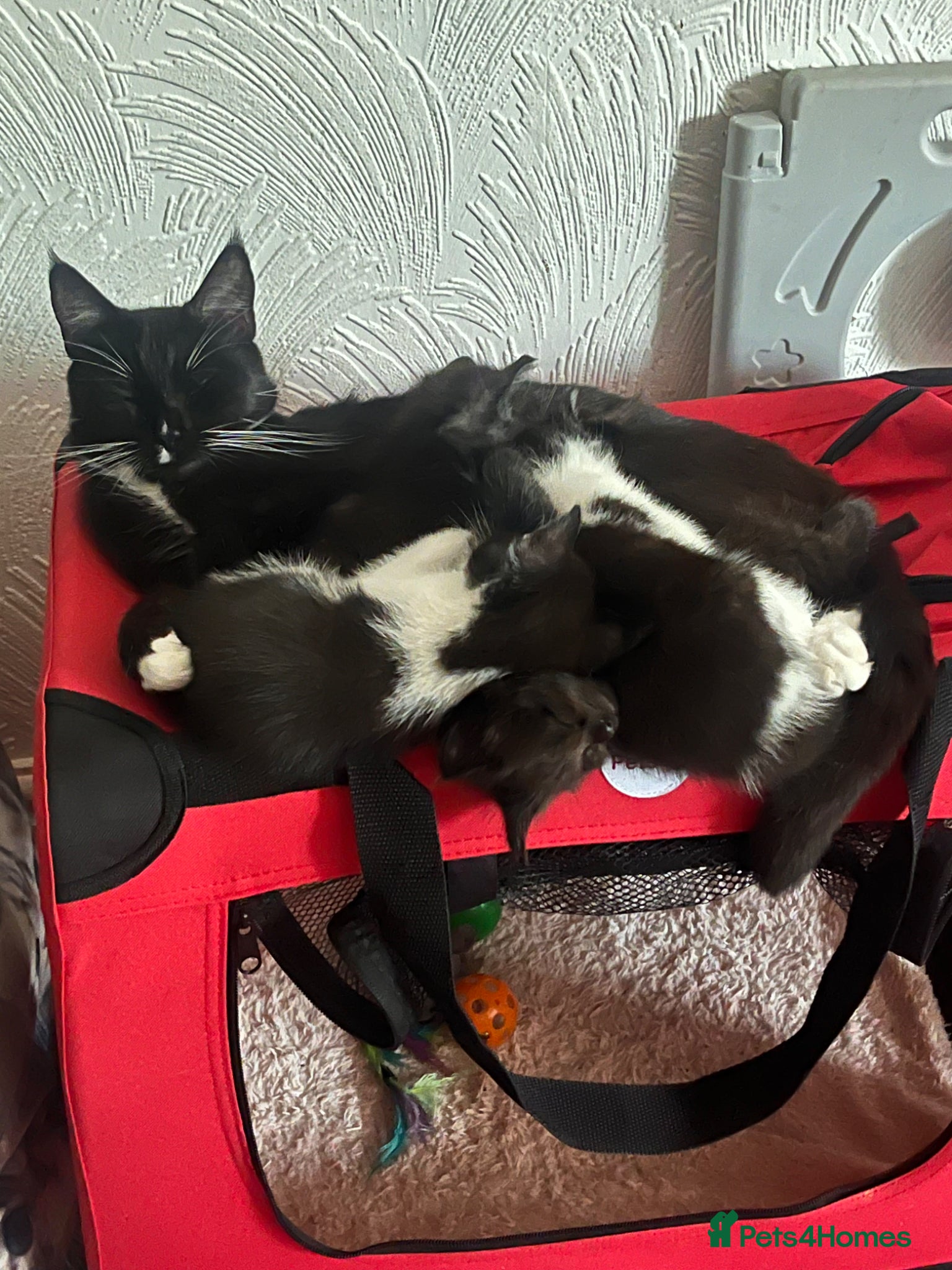 Mixed Breed cats Beautiful Mixed-Breed Kittens - Ready early July - Advert 2