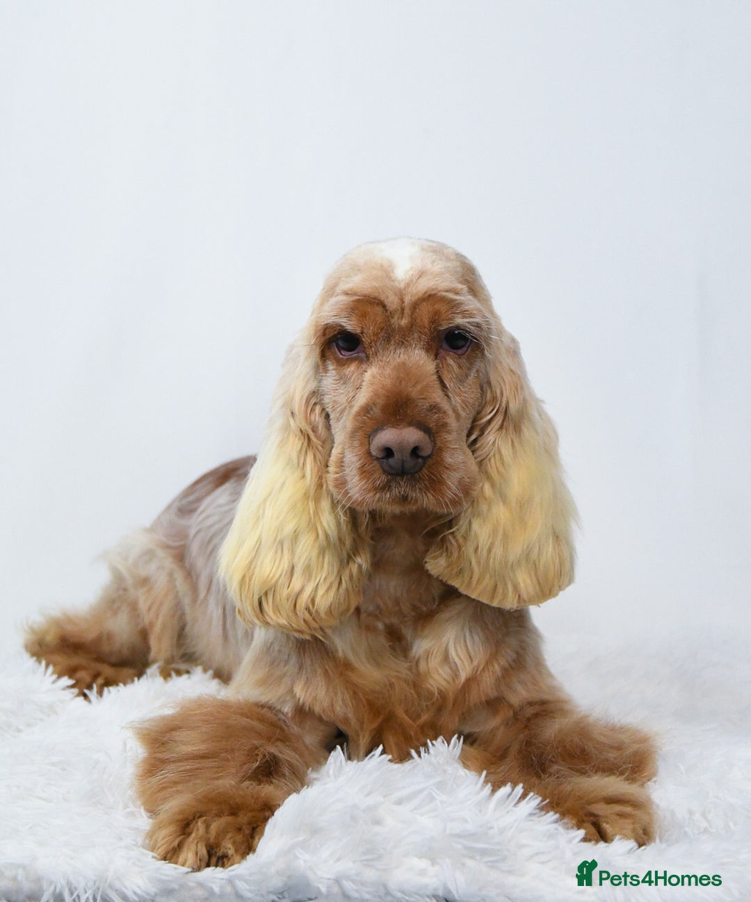 Cocker Spaniel dogs for sale: 4 Show Type Cocker Spaniel Puppy’s 🐶 - Advert 14