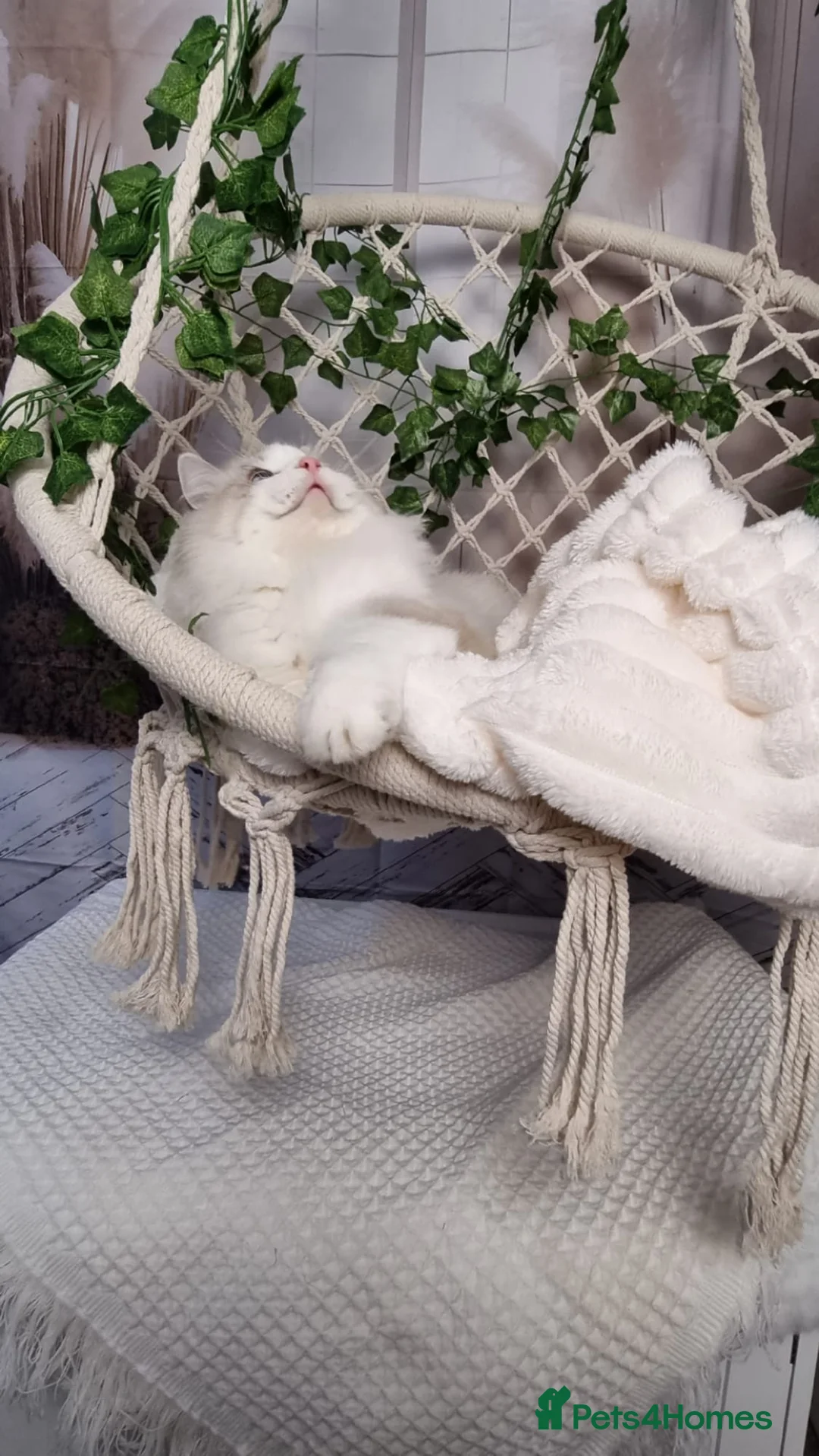 Ragdoll cats for sale: Exceptional Tica Registered Ragdoll Kittens - Advert 19