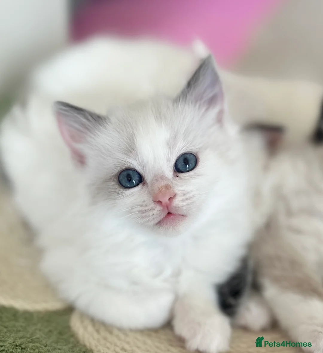 Ragdoll cats for sale: Beautiful Ragdoll kittens from Champion lines - Advert 14