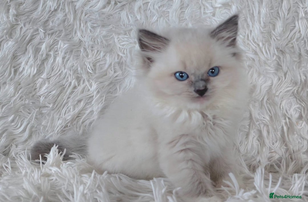 Ragdoll cats for sale: 💕BEAUTIFUL TICA REGISTERED RAGDOLLS KITTENS💕  - Advert 13