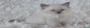 Ragdoll Kitten 5
