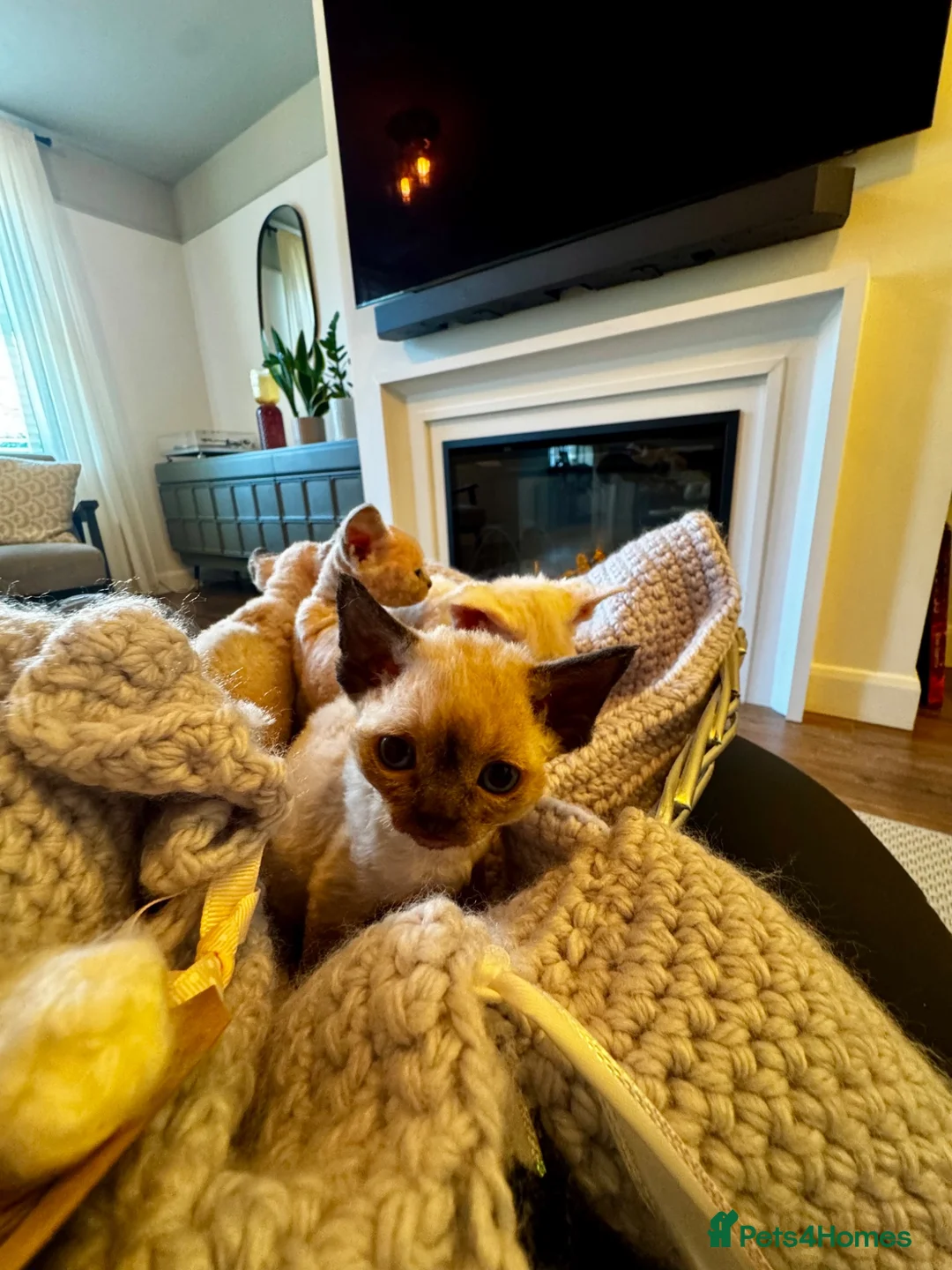 Devon Rex cats for sale: Gorgeous Pedigree Devon Rex Chocolate Point Boy  - Advert 19