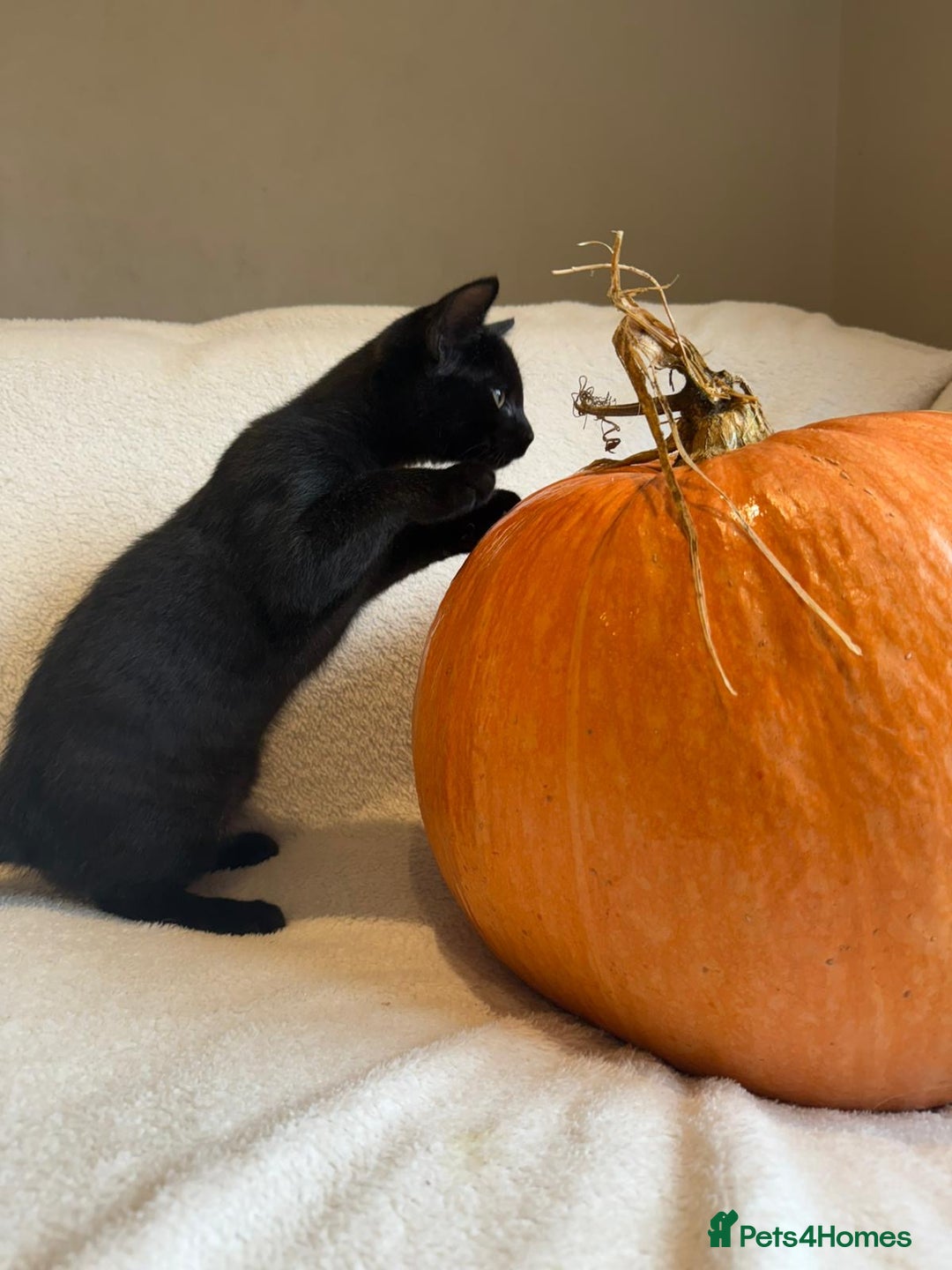 Mixed Breed cats for sale: Siberian x British Shorthair Kittens 💞 - Image 24