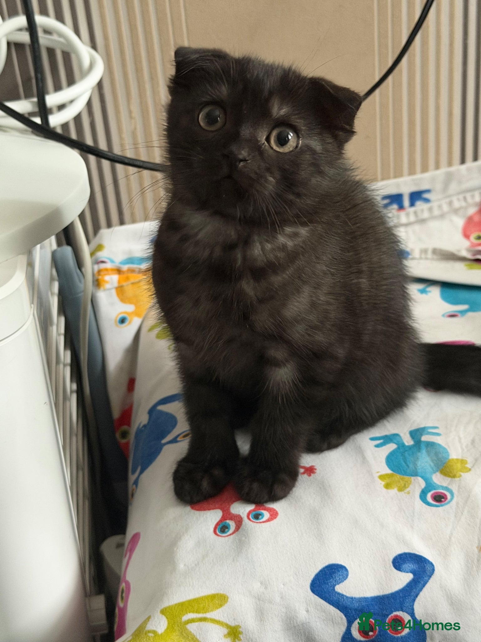 Scottish Fold cats for sale: Cosmo Male Kitten - Advert 5