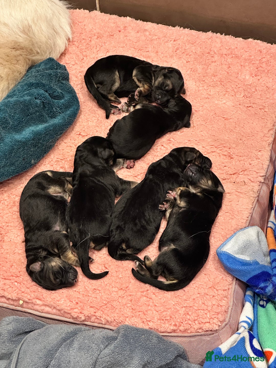 German Shepherd dogs for sale: German Shepherd puppies *Open to sensible offers* - Advert 7