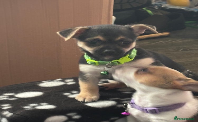 Pomchi dogs - Advert 3
