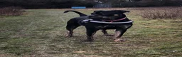 Mixed Breed dogs for sale: Nala looking for her forever home. - Advert 6