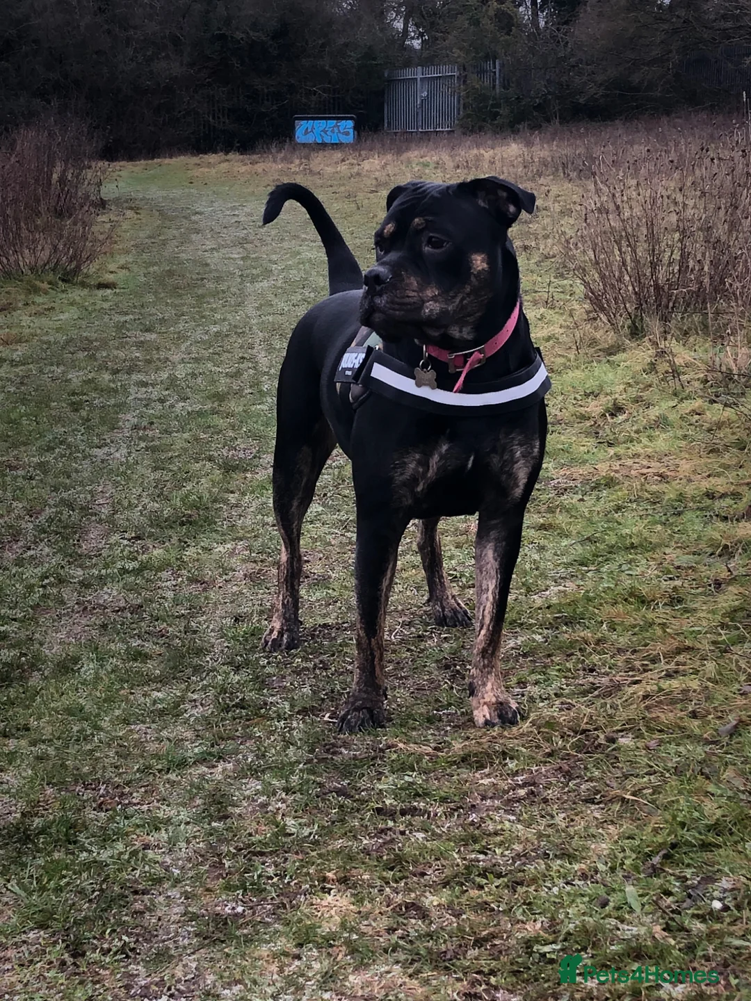 Mixed Breed dogs for sale: Nala looking for her forever home. - Advert 6