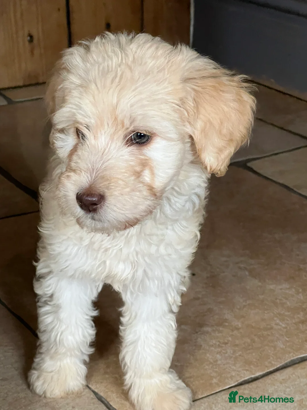 Labradoodle dogs for stud: Chocolate Standard Labradoodle Multigenerational  in Matlock - Advert 30
