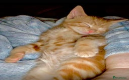 Mixed Breed cats for sale: GORGEOUS KITTENS  - Advert 13