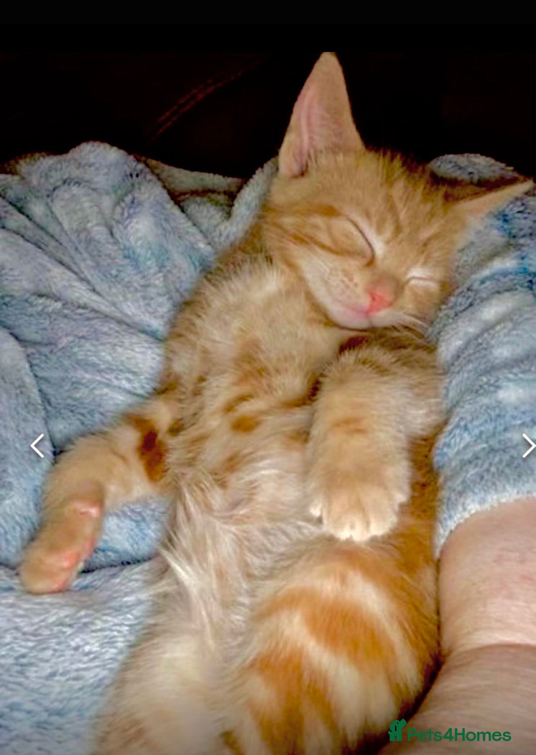 Mixed Breed cats for sale: GORGEOUS KITTENS  - Advert 13