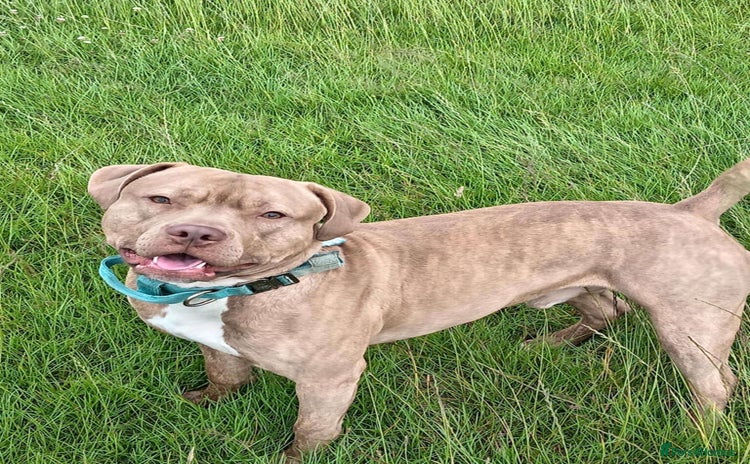 Staffordshire Bull Terrier dogs - Advert 10