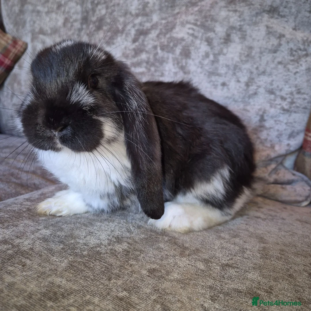French Lop rabbits for sale: Beautiful Socialised French Lops - Advert 2