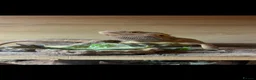 Bearded Dragon reptiles for sale: FREE! Bearded Dragon and Full Set Up - Advert 1