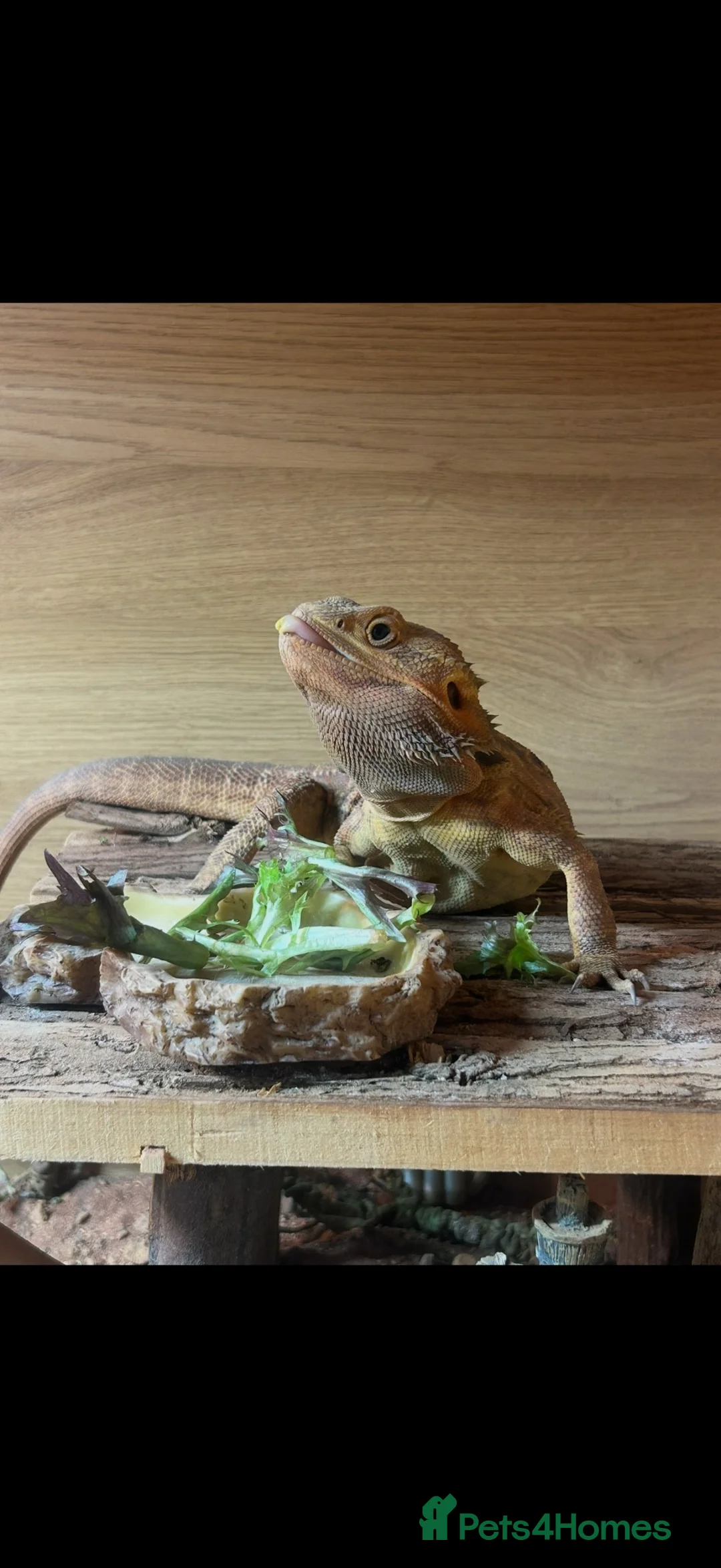 Bearded Dragon reptiles for sale: FREE! Bearded Dragon and Full Set Up - Advert 1