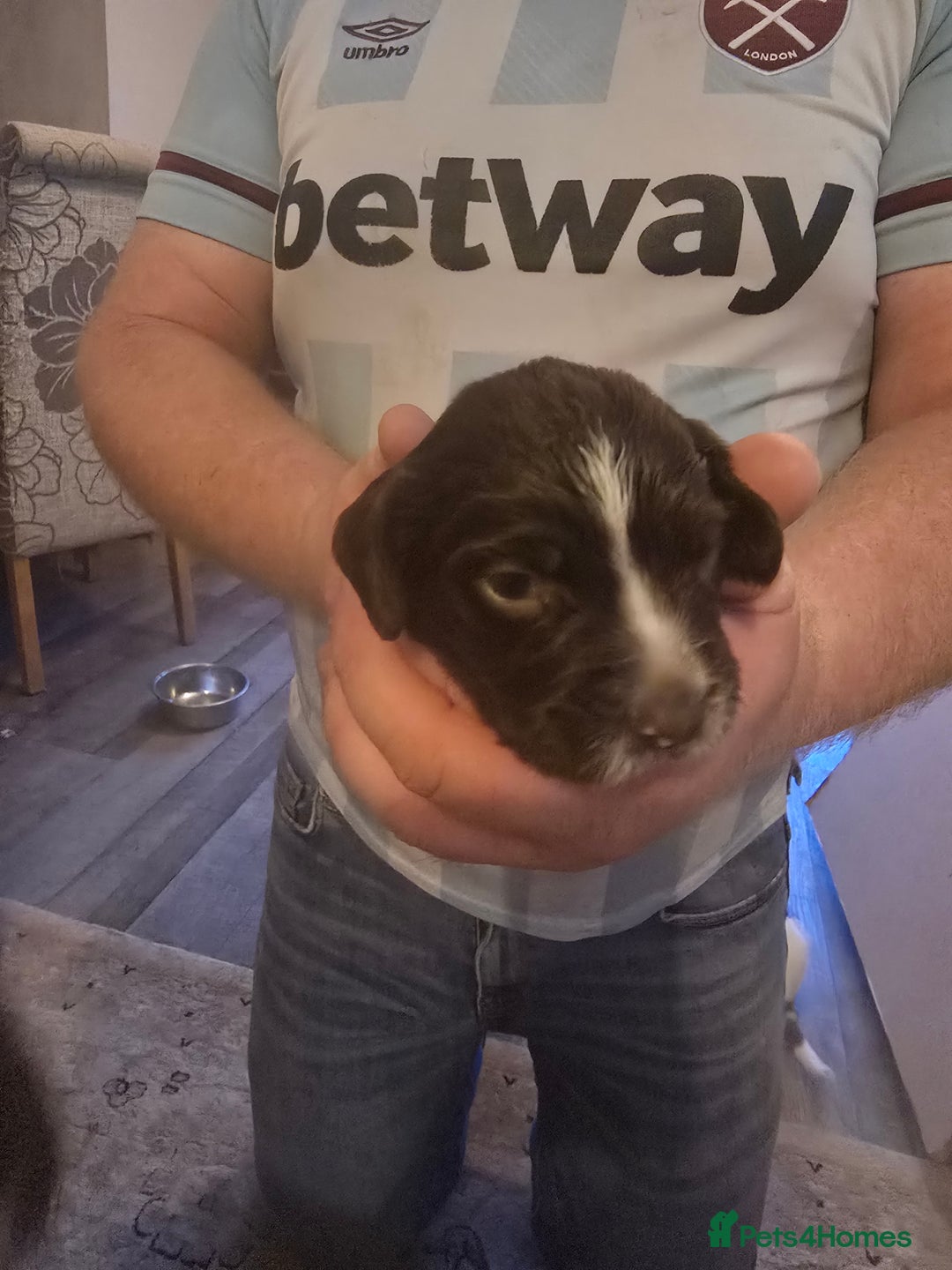 English Springer Spaniel dogs for sale: English Springer Spaniel liver & white pups - Advert 23