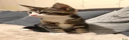 Maine Coon cats for sale: Maine Coon Kittens 🦁🐾 - Advert 6
