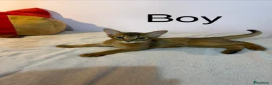 Abyssinian 5