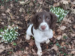 English Springer Spaniel dogs English springer spaniel puppy - Advert 4