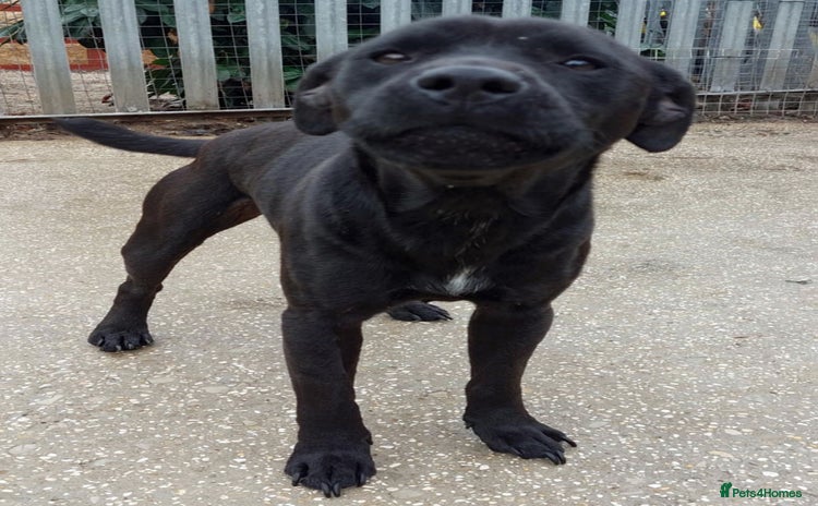 Patterdale Terrier dogs - Advert 1