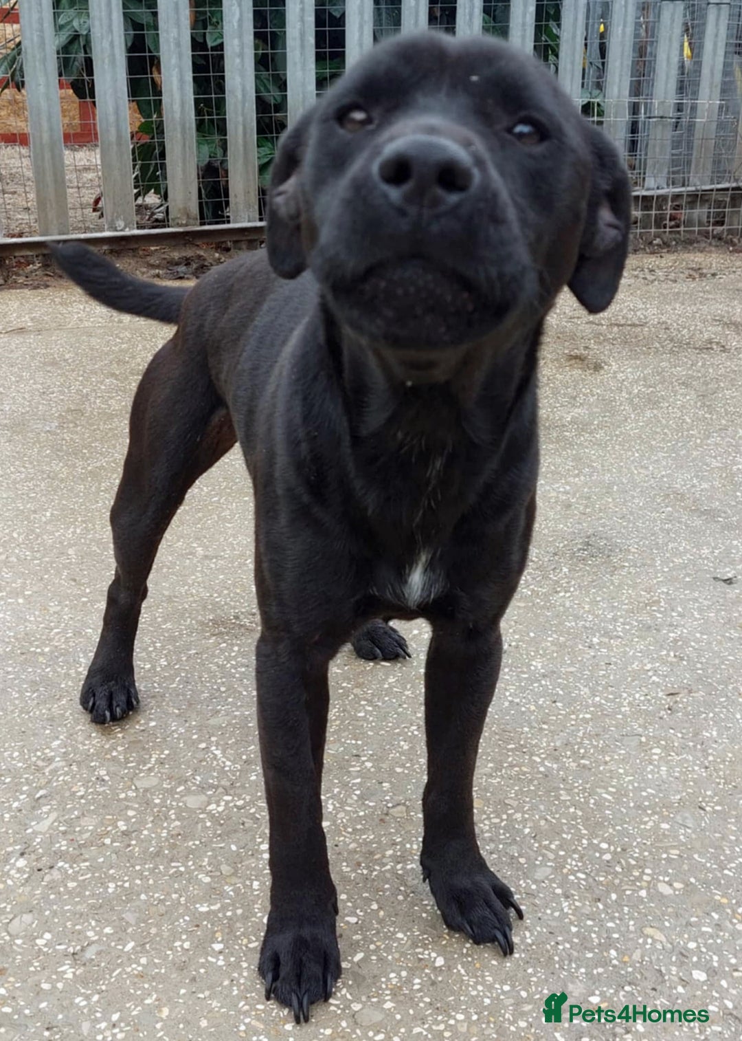 Patterdale Terrier dogs for adoption: Paddy the Patterdale wants a new forever home - Image 1