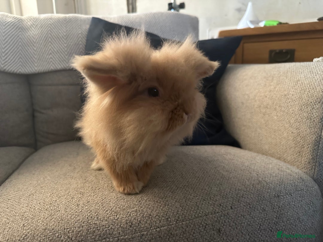 Lionhead rabbits for sale: 2 Year Old Female Lionhead Rabbit ‘Billie’ - Advert 6