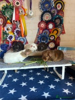 Guinea Pig rodents - Advert 14