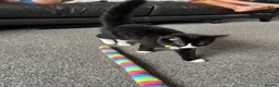 British Longhair cats for sale: Beautiful Felix for rehome - Advert 9