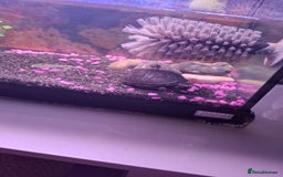 Terrapin reptiles for sale: 2 terrapins and full set up  - Image 2
