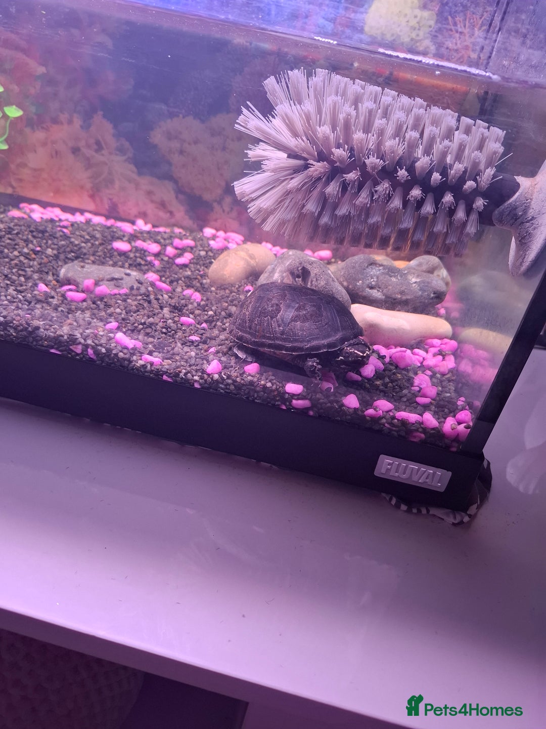 Terrapin reptiles for sale: 2 terrapins and full set up  - Image 2