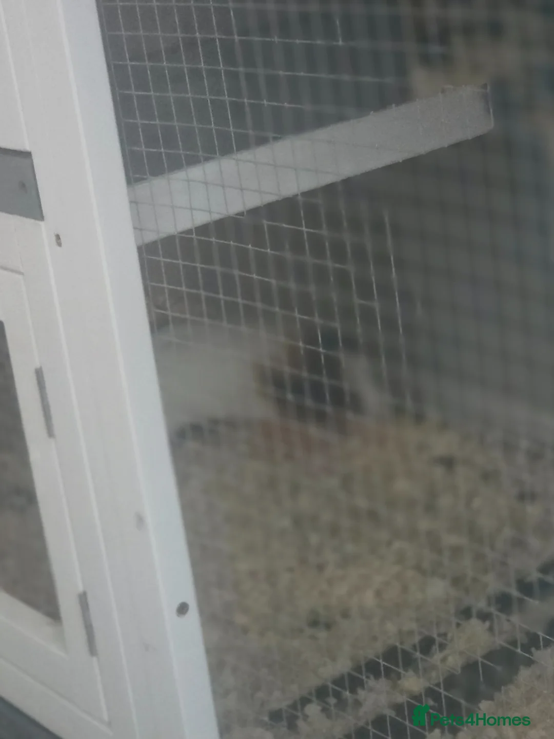 Guinea Pig rodents for sale: Guinea pig for sale  - Advert 2