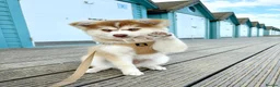 Pomsky dogs for sale: FIVE STUNNING POMSKY PUPPIES  - Advert 4