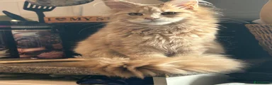 Maine Coon 1