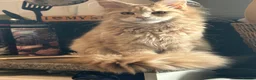 Maine Coon cats for sale: Two beautiful Maine coons  - Advert 2