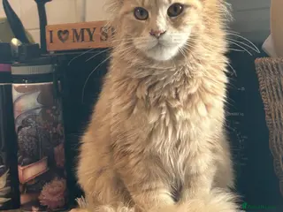 Maine Coon cats Two beautiful Maine coons - Advert 2