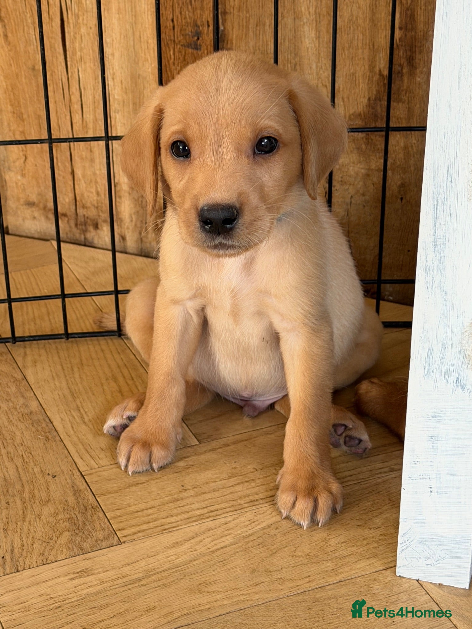 Labrador Retriever dogs Beautiful Red kc Labrador Puppies - Advert 1