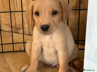Labrador Retriever dogs Beautiful Red kc Labrador Puppies - Advert 1