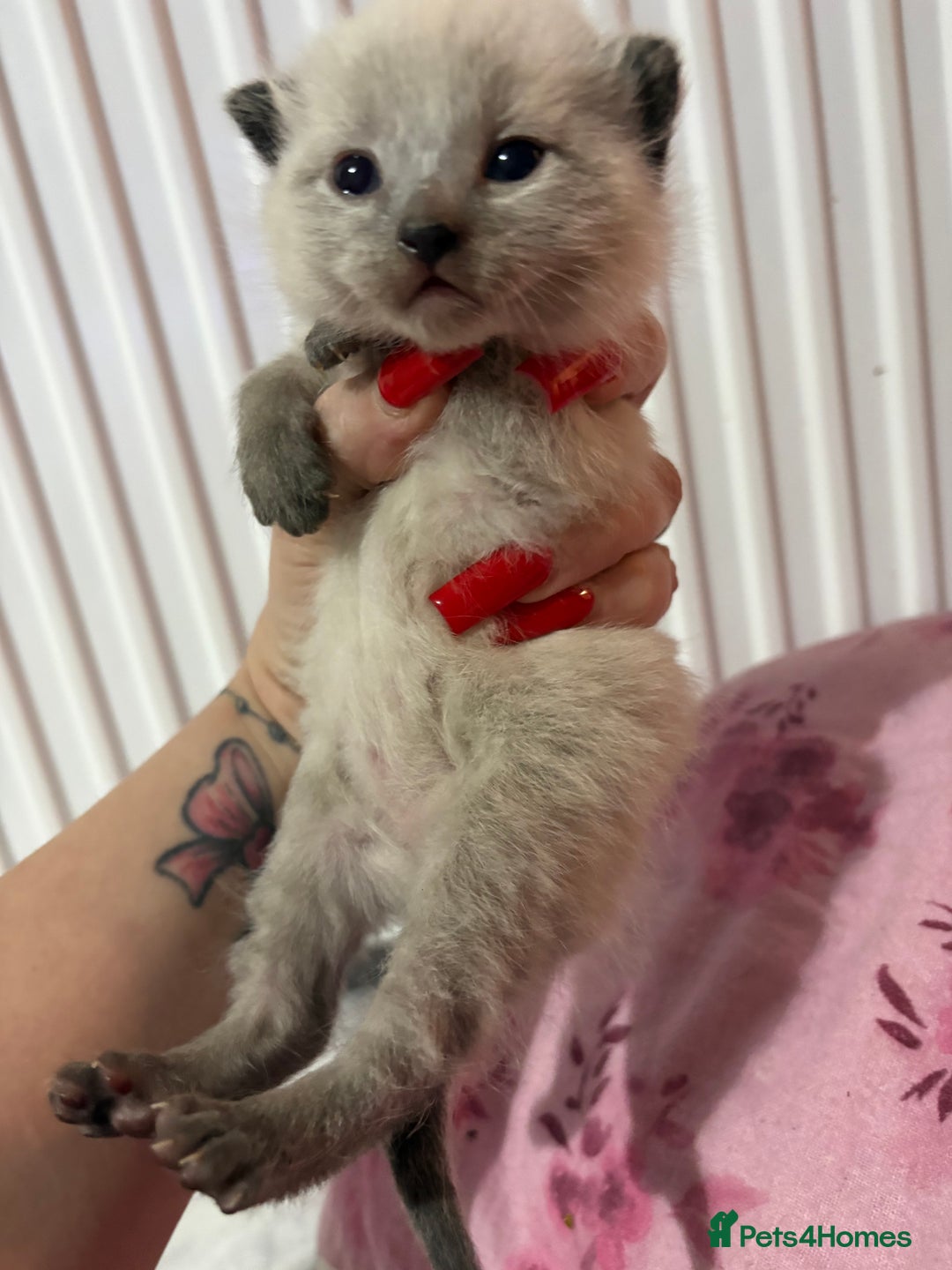 British Longhair cats for sale: Three kittens - Ready  **  week - Advert 4