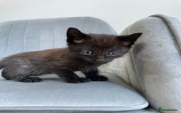 Mixed Breed cats for sale: Adorable kittens  - Image 21