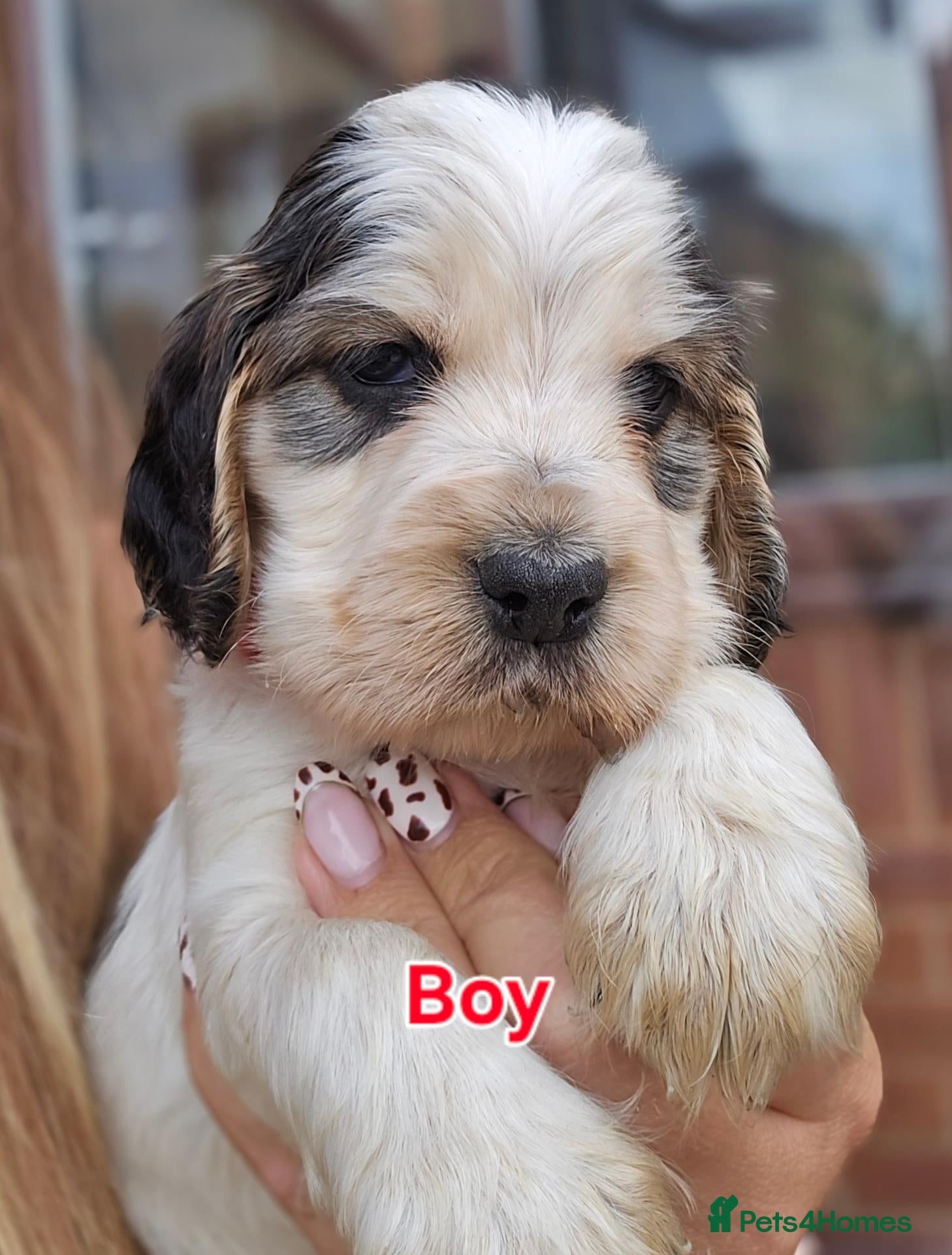 Cocker Spaniel dogs KC Reg Show Cocker Spaniel Pups Health Clear Boys - Advert 1