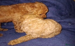 Toy Poodle dogs for stud: KC CHOCOLATE PHANTOM TOY POODLE in Willenhall - Image 20