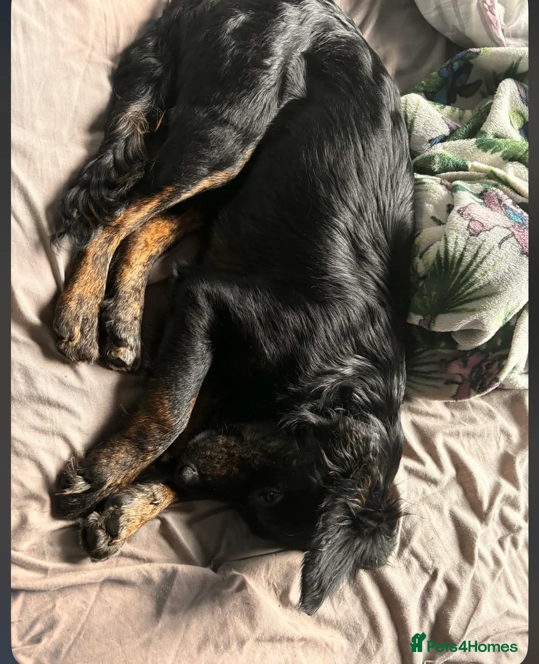 Mixed Breed dogs for sale: Beautiful collie cross cockerpoo  - Advert 7